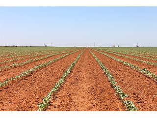Tract 4 - LAND AUCTION - 658+/- ACRES OFFERED IN 5 TRACTS IN HOCKLEY CO.. TEXAS